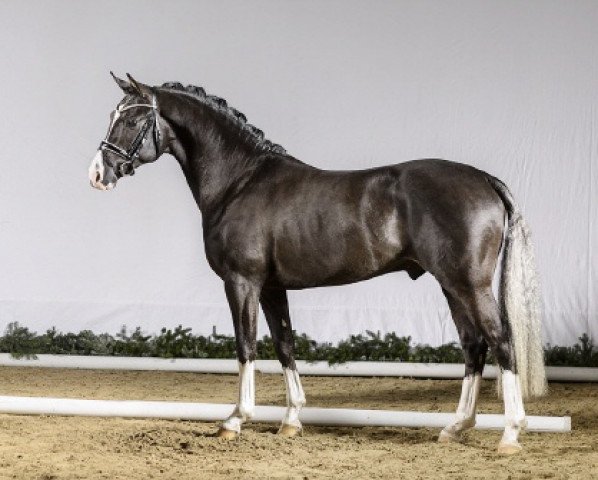 dressage horse Dark Highlight AT (German Riding Pony, 2014, from Dreidimensional AT NRW)