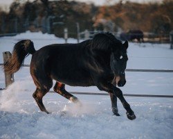 horse Paco Rabanne 11 (Westphalian, 2000, from Pit I)