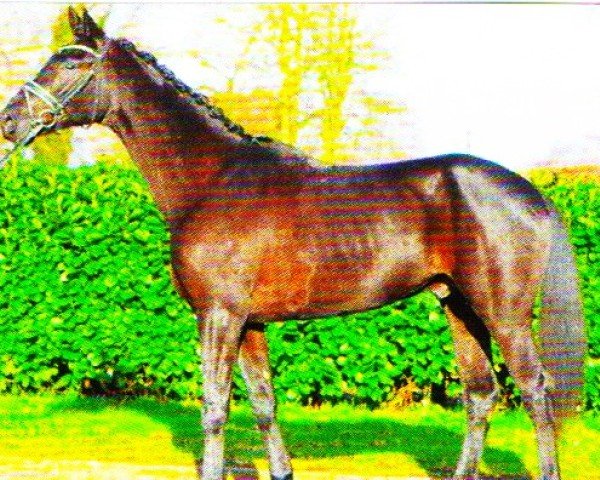 dressage horse Findus B 2 (Hanoverian, 2019)