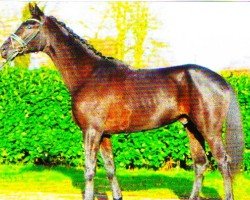 dressage horse Findus B 2 (Hanoverian, 2019)