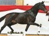 Dressurpferd Sanė (Deutsches Sportpferd, 2021, von So Perfect)