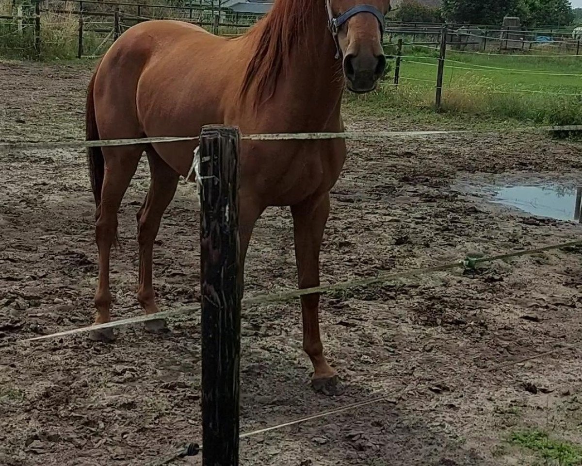 Springpferd Tanellie C (Belgisches Warmblut, 2019, von Falaise de Muze)