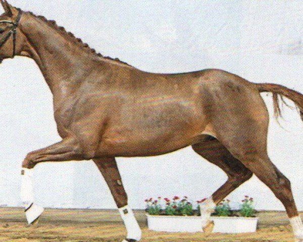 dressage horse Hengst von Vivino / Lauries Crusador xx (Hanoverian, 2021, from Vivino)
