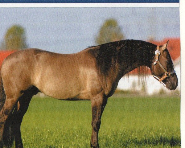 Deckhengst Wee Lenas Jac (Quarter Horse, 1995, von Hes A Steppin Jac)