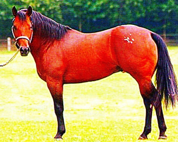 stallion Echoes Of Whizdom (Appaloosa, 2001, from Topsail Whiz)