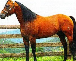 stallion Muey Kali Guy (Quarter Horse, 1993, from Topsail Whiz)