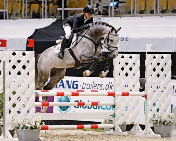 stallion Cornettino Ask (Oldenburg, 2010, from Cornet's Stern)