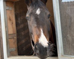 dressage horse St. Tropez L (Hanoverian, 2020, from Sandro Hit)