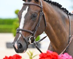 jumper Ole Guapa (KWPN (Royal Dutch Sporthorse), 2019, from Quabri de l'Isle)