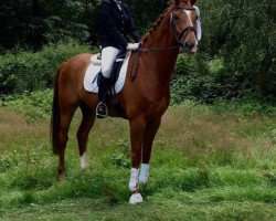 dressage horse Lazar 36 (Westphalian, 2007, from Laudabilis)