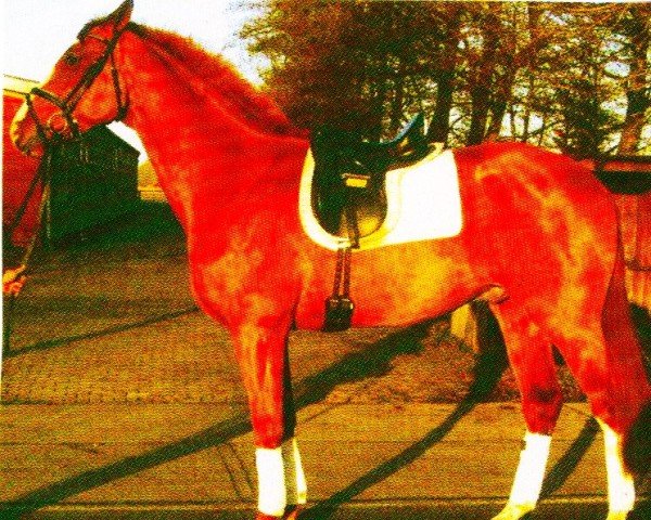 horse French Connection (Hanoverian, 2001, from Frenchman I)