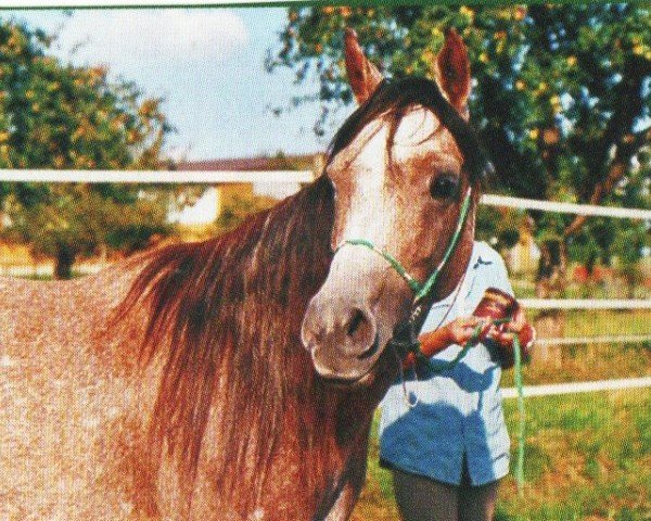 horse SA Anazah Mujannah ox (Arabian purebred, 1998, from Emiratus B EAO)