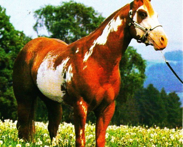 Deckhengst Clarke Kent (Paint Horse, 1982, von Mr. Robin Boy)