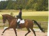 horse Crosby 21 (Hessian Warmblood, 1993, from Calderon)