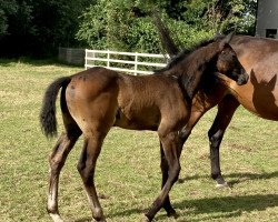 jumper High Road F (Westphalian, 2021, from Hickstead White)