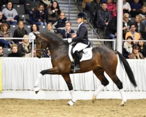 dressage horse Martinez (Hanoverian, 2013, from Millennium)