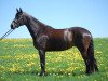 dressage horse Darina DD (Oldenburg, 2016, from Dante Weltino Old)