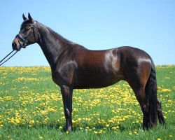 dressage horse Darina DD (Oldenburg, 2016, from Dante Weltino Old)