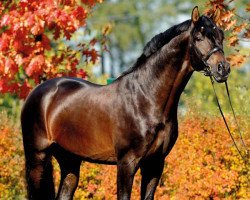 stallion Bartlgut's Fürst Theodor (Austrian Warmblood, 2004, from Fürst Heinrich)