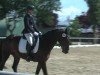 dressage horse Dacapus (Oldenburg, 2016, from Destano)