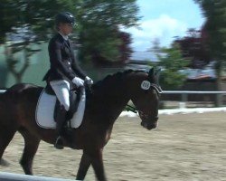 dressage horse Dacapus (Oldenburg, 2016, from Destano)