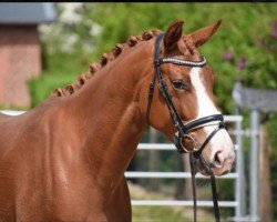 dressage horse Titania 43 (Oldenburg, 2021, from Titolas)