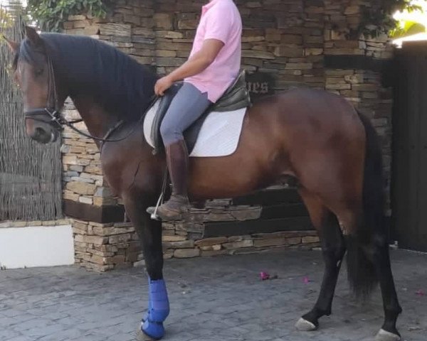 horse Ebanisto XXIV (Pura Raza Espanola (PRE), 2017)