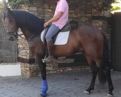 horse Ebanisto XXIV (Pura Raza Espanola (PRE), 2017)