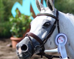 jumper Mayah Bell (Arabian thoroughbred, 2008, from Vejnar)