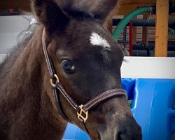 dressage horse Final Destination (Hanoverian, 2021, from Fürstenball)