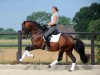 dressage horse Damasco 13 (Lusitano, 2008, from Quixote)