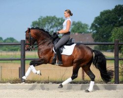 dressage horse Damasco 13 (Lusitano, 2008, from Quixote)