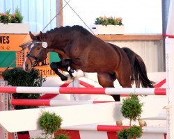 Dressurpferd Urienne Bulletproof (Deutsches Reitpony, 2014, von Top Berlin)