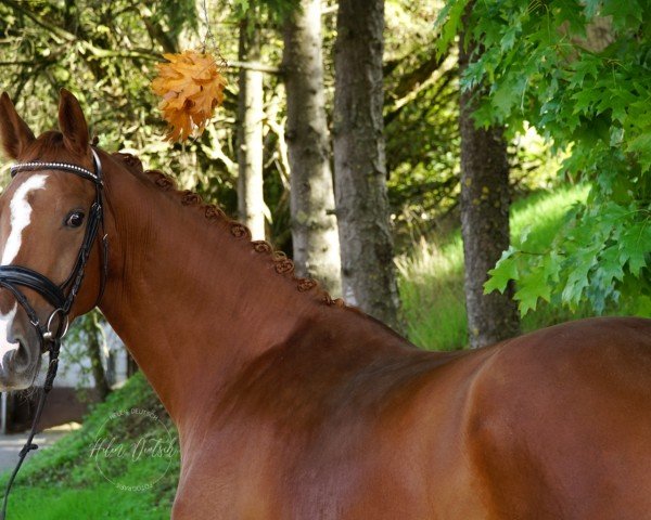 jumper Sweet Caroline 15 (Oldenburg, 2019, from Captain Olympic)
