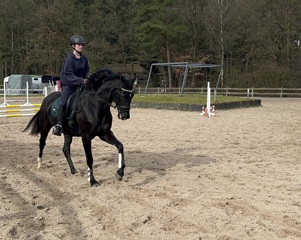 Pferd Devinia (Rheinländer, 2012, von Don Juan de Hus)