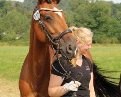 broodmare Kayleigh 16 (Holsteiner, 2011, from Candiro 4)