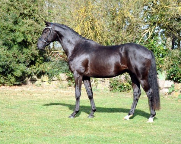 dressage horse Karenio (Trakehner, 2021, from Imperio 3)