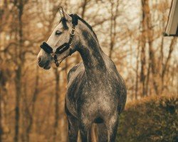 jumper Diaconcara (Hanoverian, 2019, from Diacontinus)