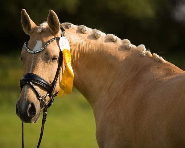 Zuchtstute Kopmanns Cosmos Darling (Deutsches Reitpony, 2020, von DSP COSMO ROYALE)