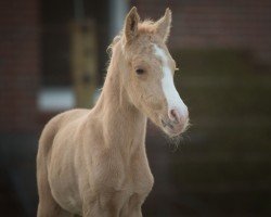 Fohlen von Nemorian Nightglow CL (Deutsches Reitpony, 2025, von Assenmachers Nachtschwärmer)