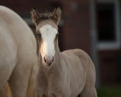Dressurpferd Choc-verliebt CL (Deutsches Reitpony, 2024, von Chocoversum)