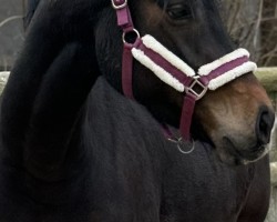 broodmare Dia-Valerina EG (Hanoverian, 2020, from Diacontinus)