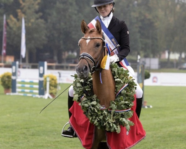 dressage horse Steendieks Tanzalarm (German Riding Pony, 2018, from Steendieks Morgensterns Dalai)