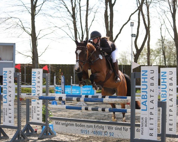 jumper Frida Gold R (Holsteiner, 2009, from Aljano)