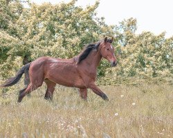 dressage horse Nephilia (Hanoverian, 2020, from Navarro)