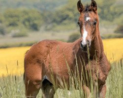 dressage horse Royal Blue Eyes (Hanoverian, 2021, from Rubin Royal OLD)