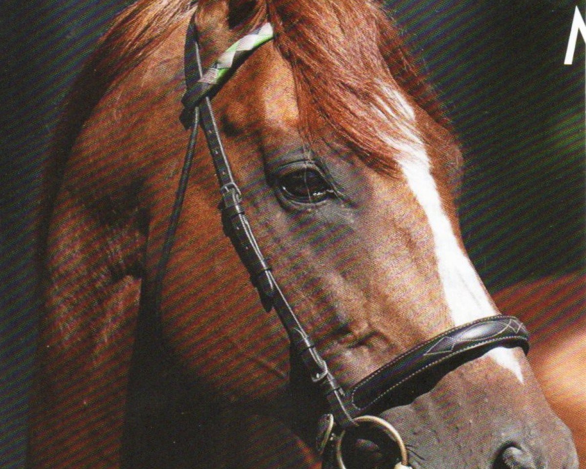 stallion Girolamo xx (Thoroughbred, 2009, from Dai Jin xx)