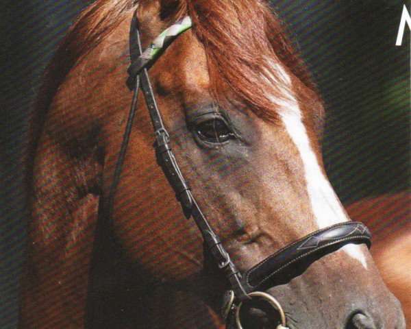 stallion Girolamo xx (Thoroughbred, 2009, from Dai Jin xx)