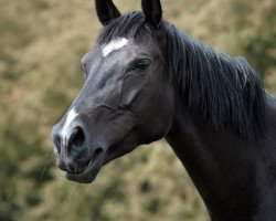 broodmare Dark Lady (Westphalian, 2015, from Dante Weltino Old)