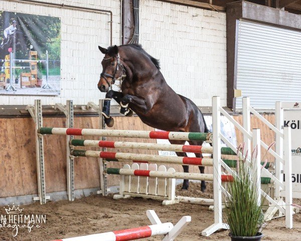 dressage horse FS Little Rose (Rhinelander, 2010, from Lord Loxley I)